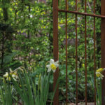 Close up van een massief stalen rozenboog met narcis