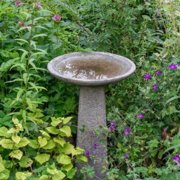 Een hoge vogeldrinkschaal op een sierlijke voet, geschikt als drinkplaats en vogelbad voor in de tuin.