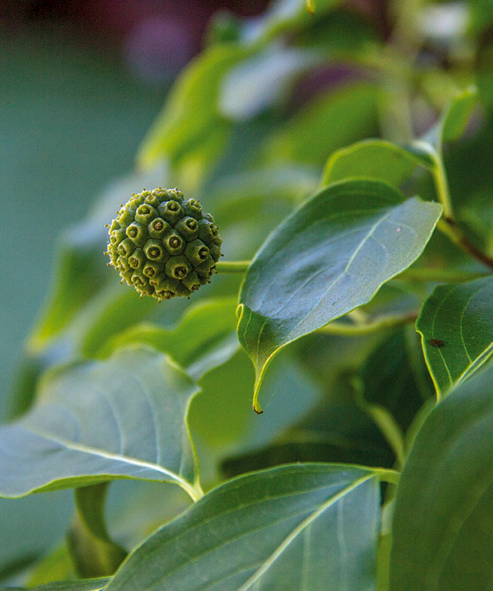 Weelderige leeftuin in Bilthoven