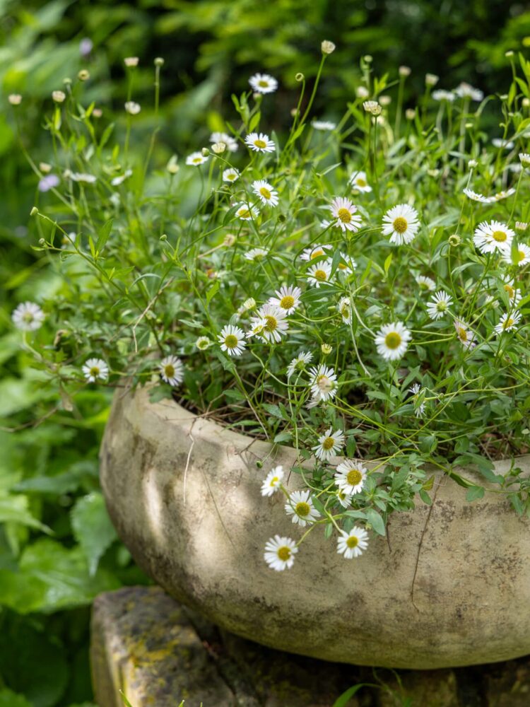 Erigeron karvinskianus muurfijnstraal in een mooie oude pot