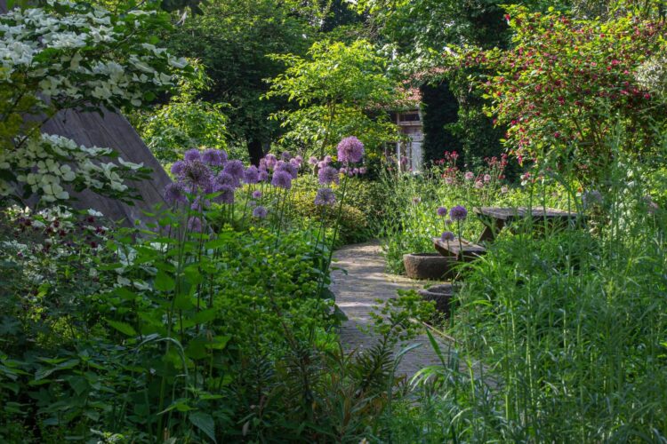 Allium (sierui) — bloei: late voorjaar – vroege zomer