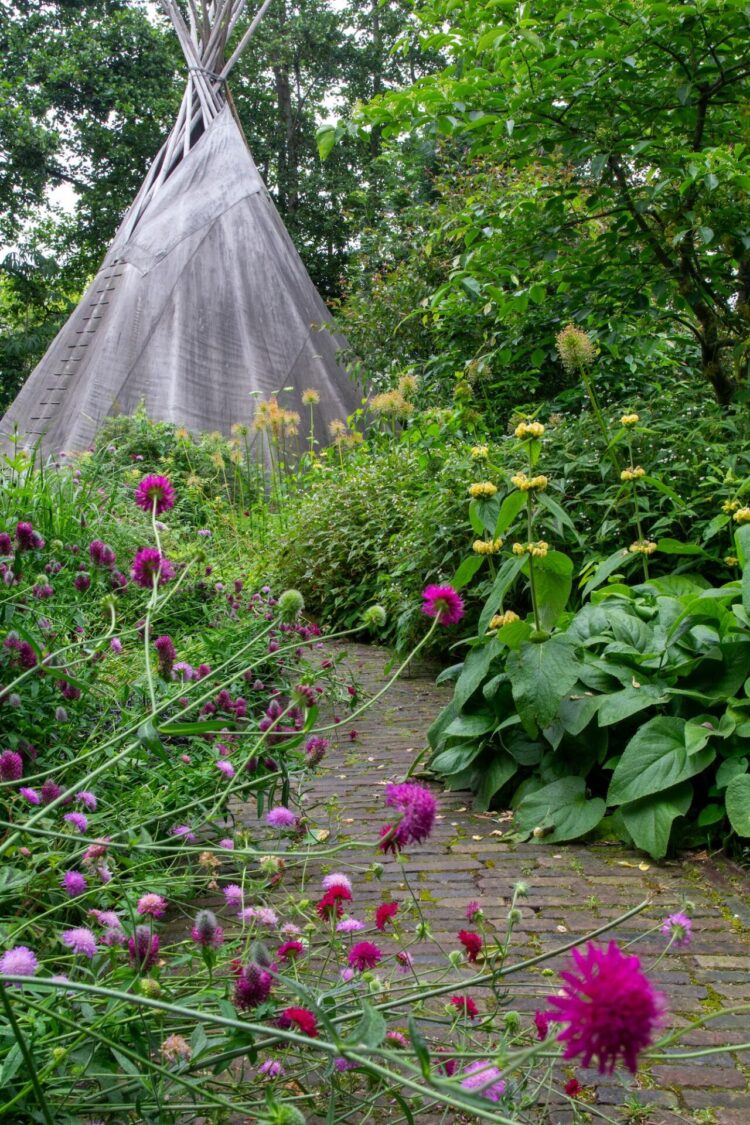 Knautia macedonia — bloei: zomer – nazomer