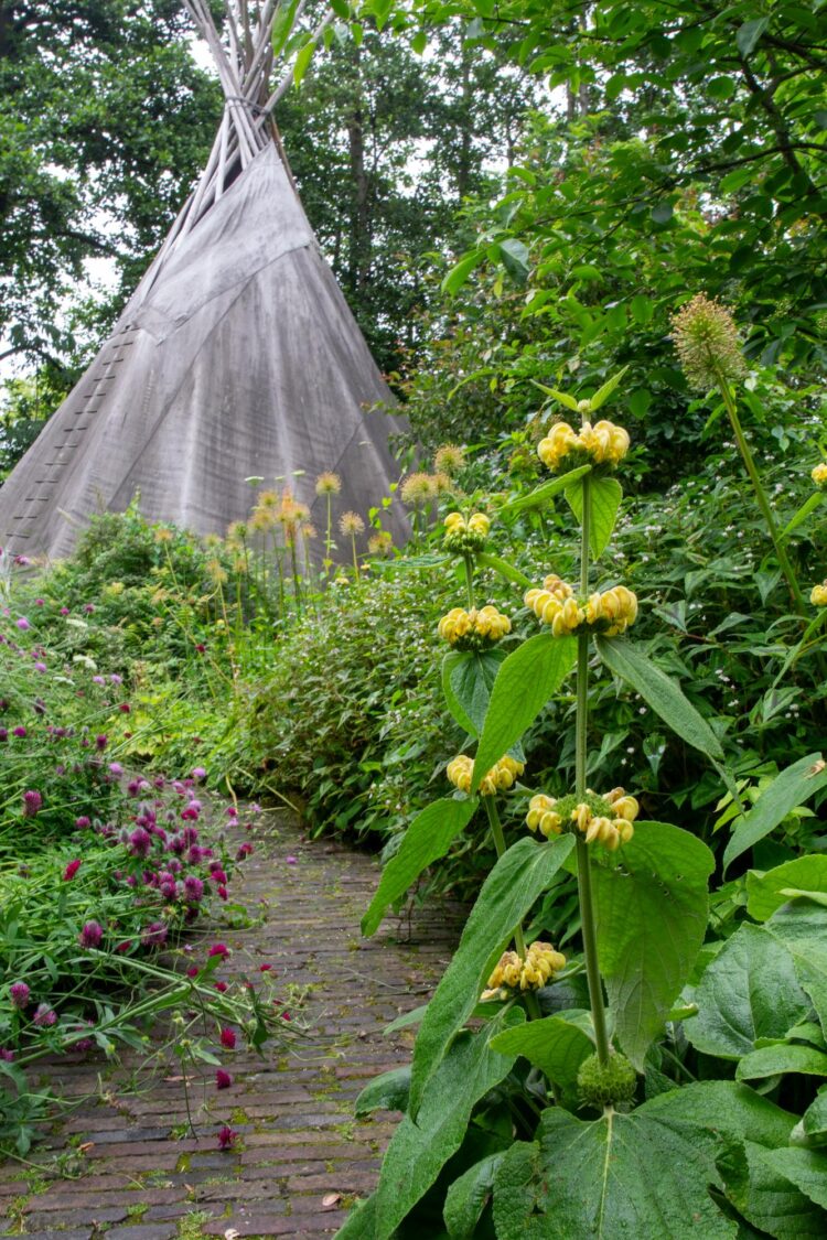 Phlomis russeliana of brandkruid